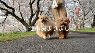 仕事が見つかりました　【引越し】【ミックス犬】【トイプードル】x【シーズー】【ポメラニアン】x【ペキニーズ】【仕事】【見つかりました】【Vlog】