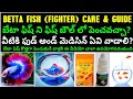 HOW TO CARE BETTA FISH IN BOWL TELUGU