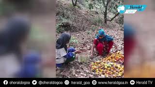 80% cashew production destroyed in Poriem due to humidity \u0026 unseasonal rain; farmers in trouble