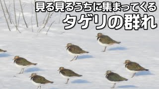 群れて飛んで行くタゲリ・田鳧、田計里、学名：Vanellus vanellus