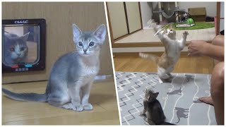 新入り猫に遠慮がちな先住猫が、らしさを取り戻した瞬間【スコティッシュフォールド】【アビシニアン】