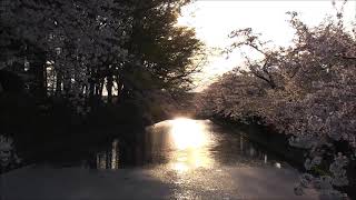 弘前さくらまつり　弘前公園【青森県・弘前市】　2019.04.28　Hirosaki Cherry Blossom Festival