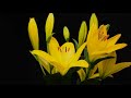 yellow lily flower time lapse blooming flower time lapse 4k