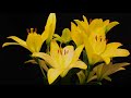 yellow lily flower time lapse blooming flower time lapse 4k