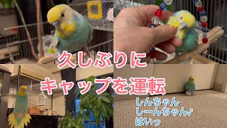 2021.6.27 久しぶりにキャップを運転　【セキセイインコしんちゃん】