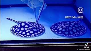 Super Black Diamond Formosa Taiwan Boutique Stingray 寶島台灣精品魟魚、崴騰魟魚專業繁殖埸