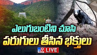 LIVE : ఎలుగుబంటిని చూసి పరుగులు తీసిన భక్తులు | Bear Creates Stir In Tirumala - TV9