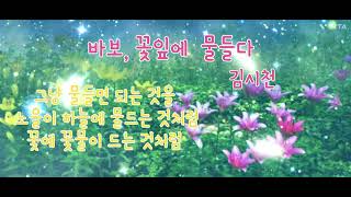 (시낭송) 바보, 꽃잎에 물들다  - 김시천