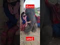 ดารานำแสดง จุ๊บแจง elephants jubjangfamily