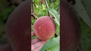 เก็บลูกพีชที่สวนน้อยๆหลังบ้าน Picking Peaches in my backyard.