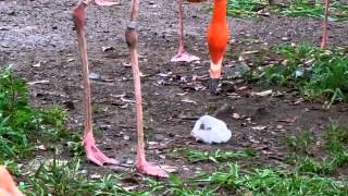 雛1号、孵化9日目（ベニイロフラミンゴ）＠上野動物園 / American flamingo's baby bird : 9th day after hatched - DSCN4982