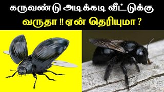 கருவண்டு அடிக்கடி வீட்டுக்கு வருதா ஏன் தெரியுமா | Lucky Pets for Home | Indian astrology predictions