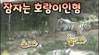 (4K)누가 남매 아니랄까봐 잠자는 자세도 판박이 - 에버랜드 타이거밸리 호랑이/에버랜드호랑이