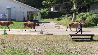 神津牧場　ウシの帰宅ラッシュ