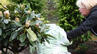 Svētdienas ar Antru - stādam rododendru