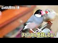 【文鳥・キンカチョウ】つぶのバードバス水浴びチャレンジ！