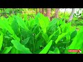 turmeric cultivation a z organic cultivatiin කහ වගාවට අවශ්‍ය සියළුම විස්තර ceylon agro 2021