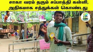 பல அற்புத மருத்துவ குணம் கொண்ட சப்பாத்தி கள்ளி பழம்| Village Foods|உழுது உண்|U2விவசாயம்