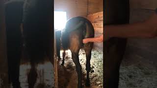 Pussy hors Zoofilia Porn