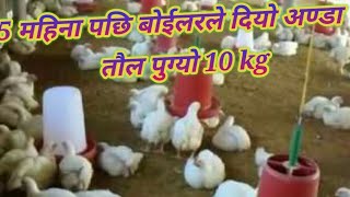 अण्डादिने बाेईलर कुखुरा सबैले सजिलै पाल्ने तरिका,Easy to find all the boiler chickens