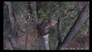 ~ Sydney White-bellied Sea-Eagle - Młode Bieliki Białobrzuche ~