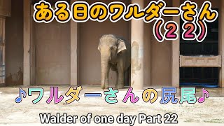 ある日のワルダーさん（２２）♪ワルダーさんの尻尾♪（東山動植物園）Walder of one day Part 22