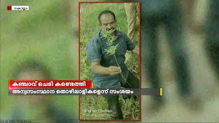 കരുനാ​ഗപ്പള്ളിയിൽ പൂർണ വളർച്ചയെത്തിയ കഞ്ചാവ് ചെടി എക്സൈസ് കണ്ടെടുത്തു