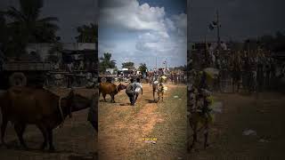 #jallikattu #bullsrace #bullspower #shorts #reels #instagramreels #shooting #viral #bullsfight