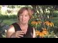 How to Grow Black-Eyed-Susan