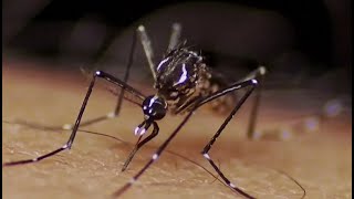 Preocupante situación del dengue en Colombia