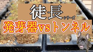 【家庭菜園】【育苗】種まきから１週間、発芽から別々の場所で育てた苗の様子が全然違った！