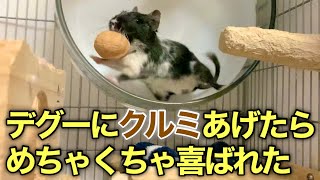 デグーにクルミあげたらめちゃくちゃ喜ばれた