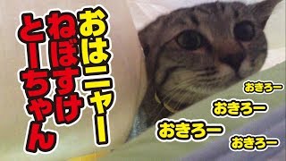 朝、猫が起こしにやってくる理由が少しだけ可愛かった