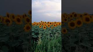 In lanul de floarea soarelui | In the sunflower field #shorts #sunflower