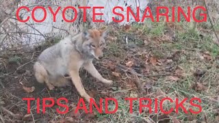 Coyote snaring- Tips and tricks