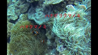 ハマクマノミとハナビラクマノミ