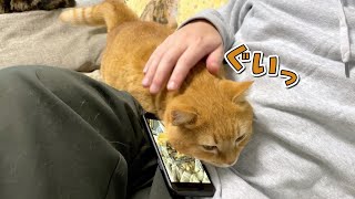 スマホを見ているパパに構ってほしくて視界を自分で埋める猫が可愛い！