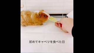 キャベツの美味しさに気がついたモルモット🐹 #guineapig #animal #cute