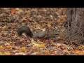 4k エゾリス squirrel