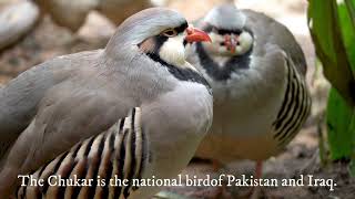 Iraq’s Unofficial National Bird: The Chukar Partridge