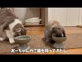 ママのお風呂の出待ちする猫とうさぎが可愛すぎましたw