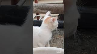 So sweet cat 😍😺 #reels #viralvideo #views #saport_karo_dosto #cat #sosweet #shots #shotsvideo #1k