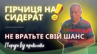 Гірчиця на сидерат | Не втратьте свій шанс | Поради від практика