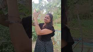 మా తోటలో జామకాయ##viralvideo##youtubeshort##plz_subscribe_my_channel