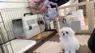 極小マルチーズの子犬が初めてハーネスを着けるとこうなります