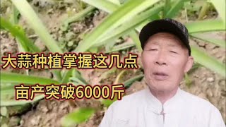 大蒜种植掌握这几点，亩产突破6000斤不是梦。很多农友不知道。