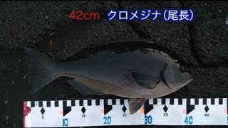 晩春の磯で巨メジナを狙う（伊豆大島 オオツクロ編）Surf-fishing