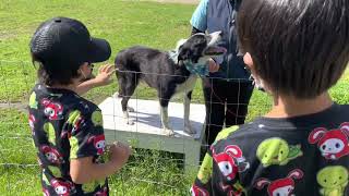 えこりん村の牧羊犬ショー2022.8北海道恵庭市