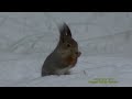 lavskrika siberian jay perisoreus infaustus klipp 1880