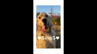 記念撮影が苦手なゴールデンレトリバー💗 GoldenRetriever はな :) はななん日記♡ #Shorts